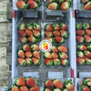 Korean Red Strawberries (8 Packs)