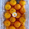 Ponkan Wogan (Tray)