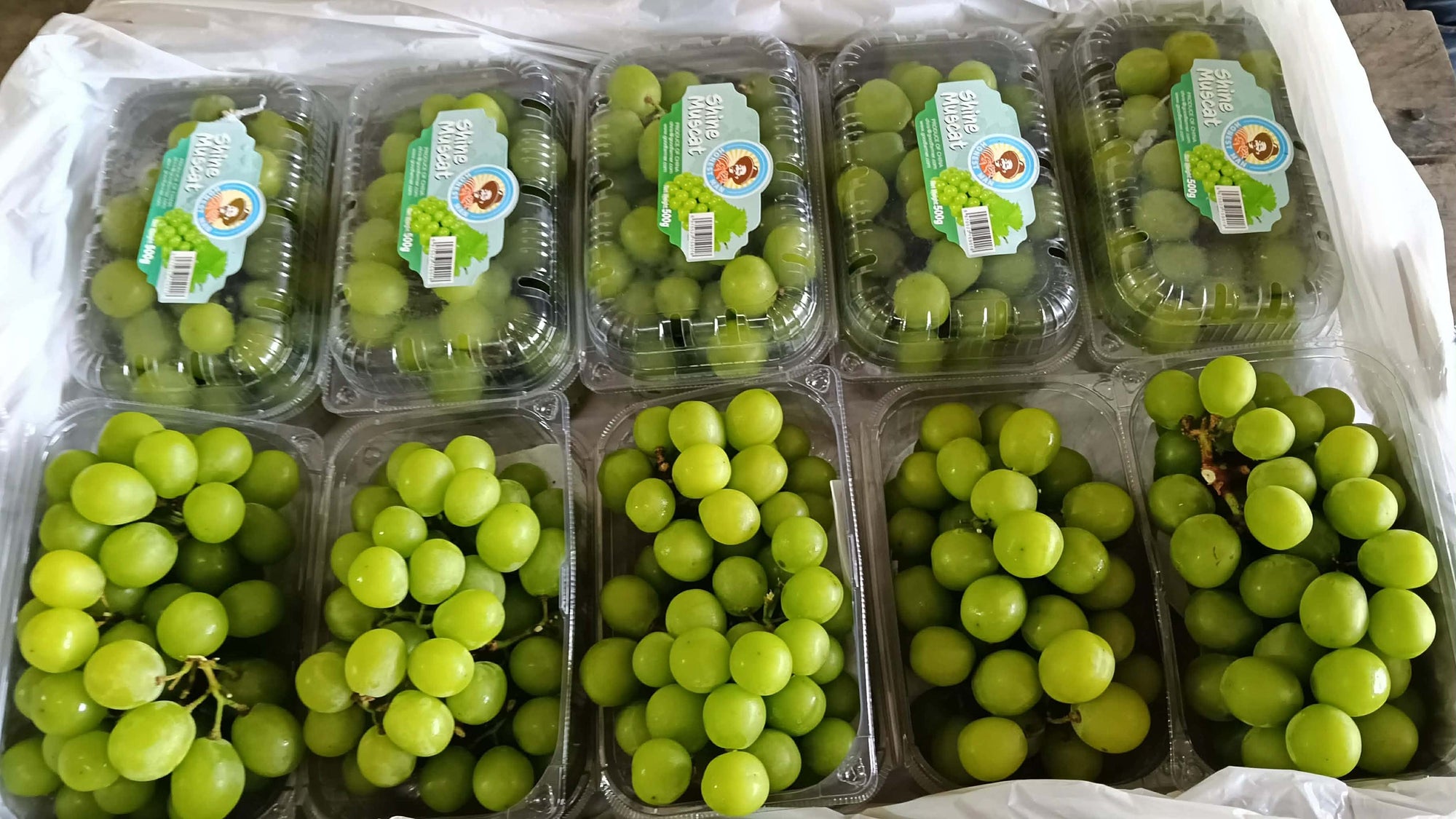 Green Muscat Grapes (10 Packs)