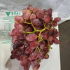 Red Grapes Seedless (Australia Crimson)