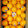 Oranges Australia (Large)