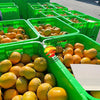 Persimmon (Large)